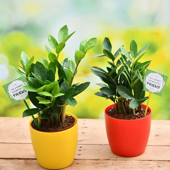 Evergreen Friendship Plant Set