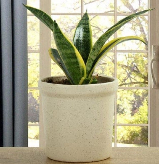 Milt Sansevieria Plant