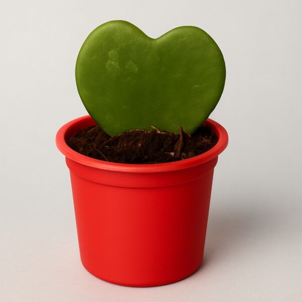 Hoya Heart Plant