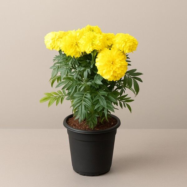 Marigold Plant