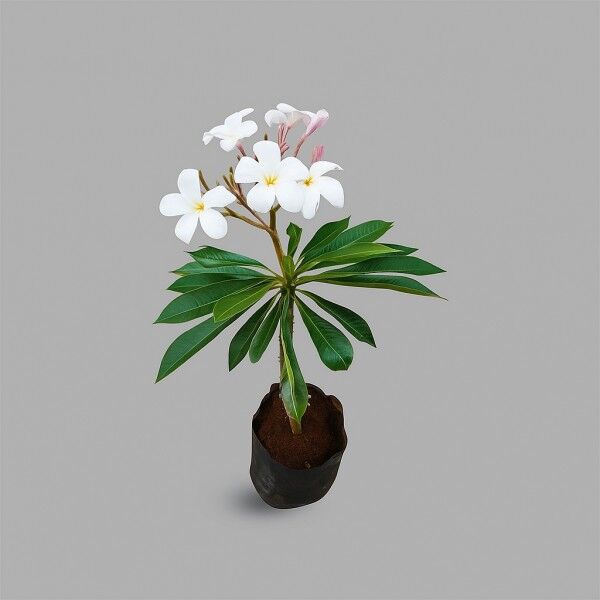Plumeria Plant