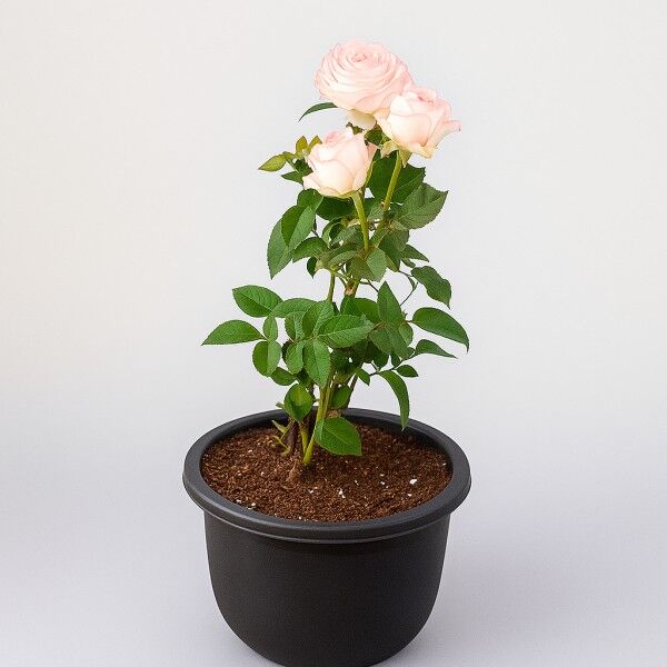 Rose Peach Plant