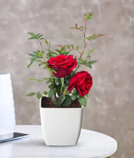 Beautiful Blooms Rose Plant