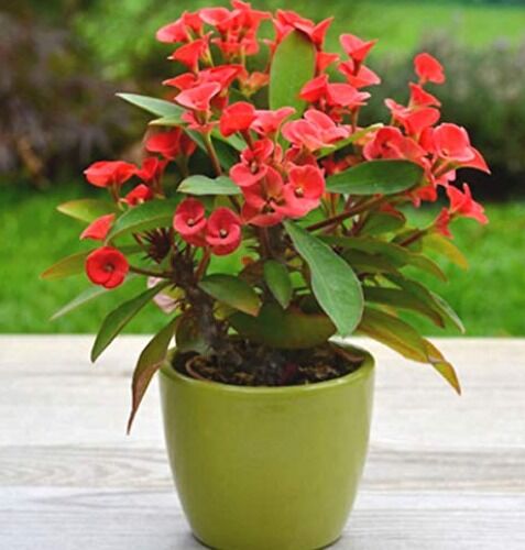 Euphorbia Plant