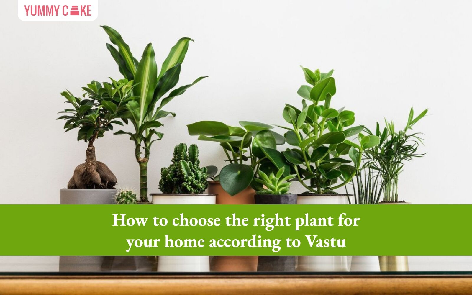 How to Choose the Right Plant for Your Home According to Vastu