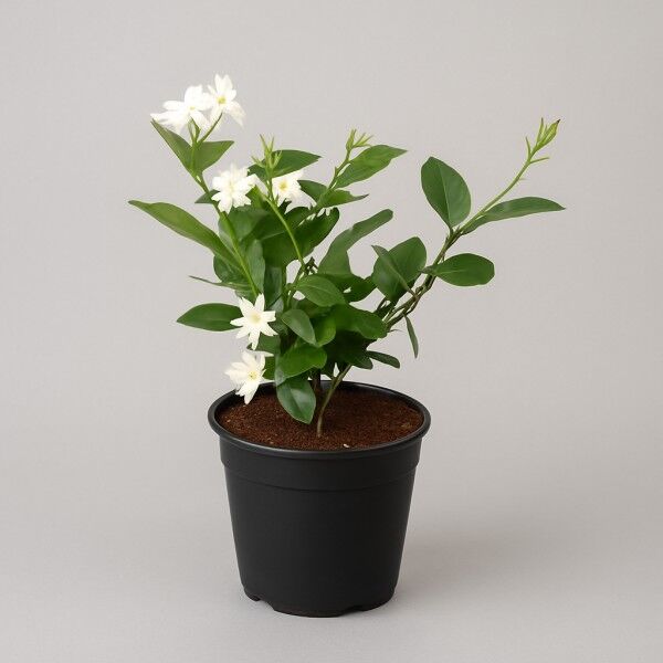 Jasminum Plant
