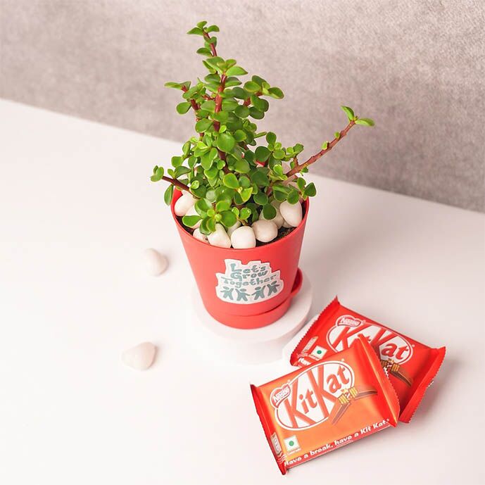 Jade Plant With KitKat Combo