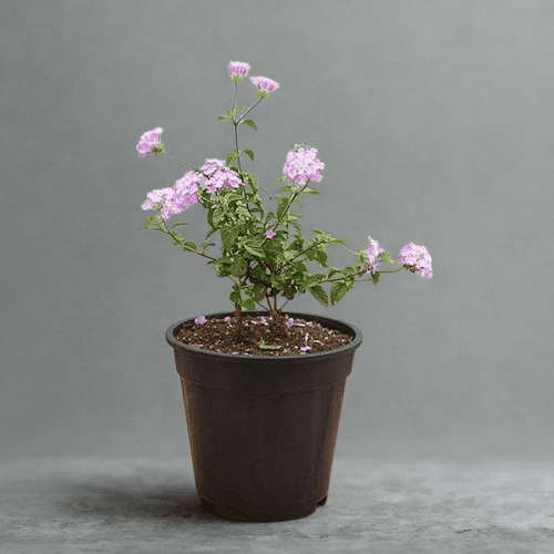 Lantana Camara Plant