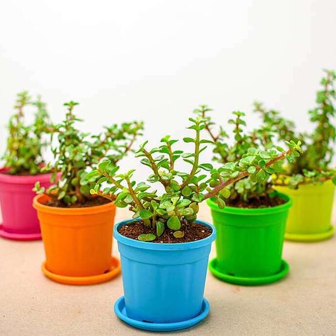 Jade Plant Set