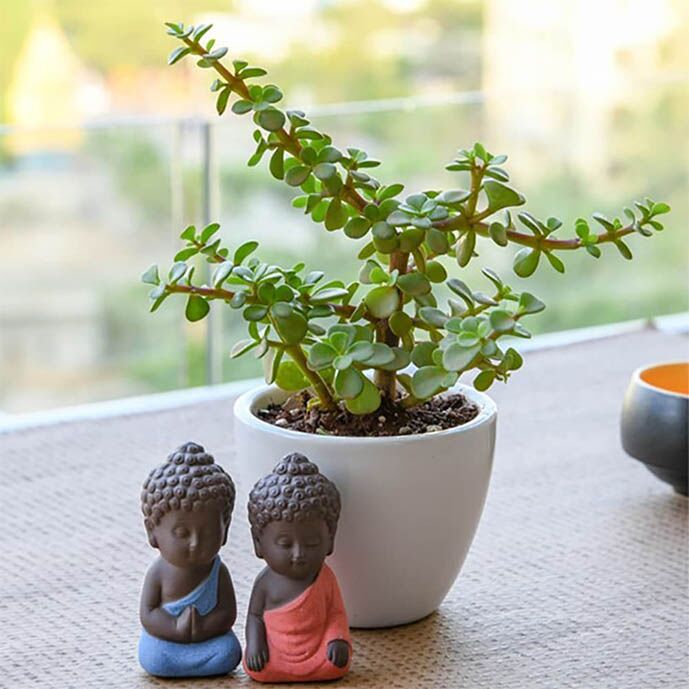 Jade plant and Buddha Combo