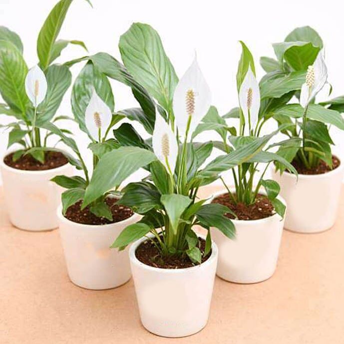 Peace Lily Plant Set