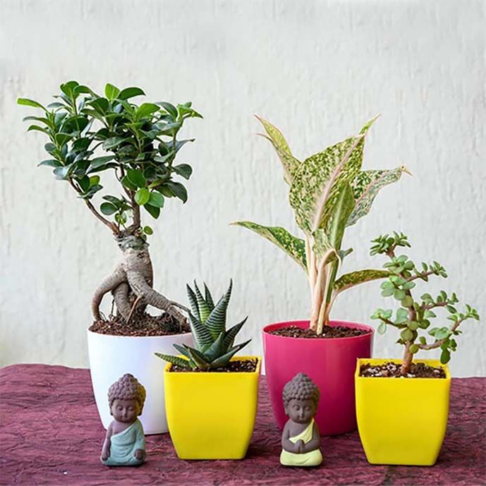 Buddha and Plant Collection