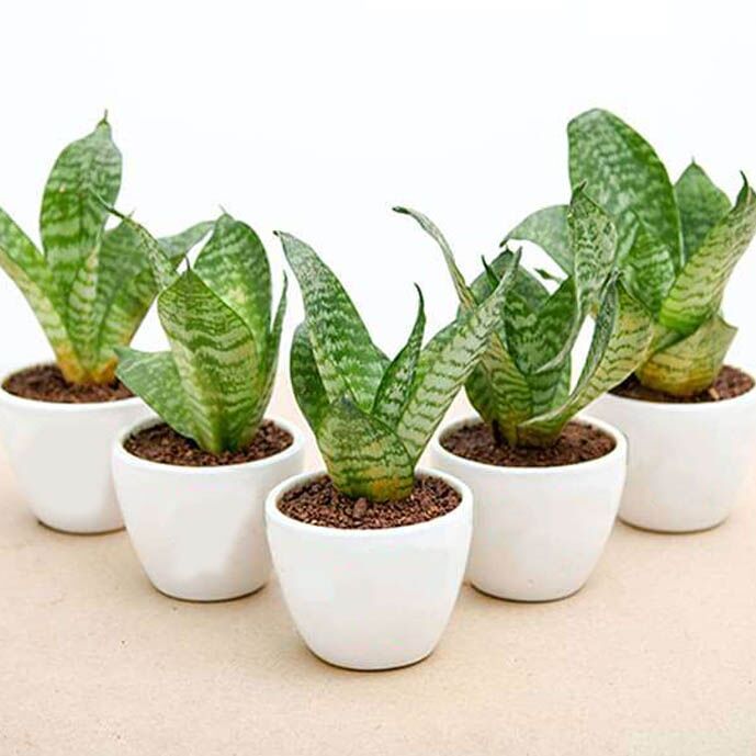 Sansevieria Plant set