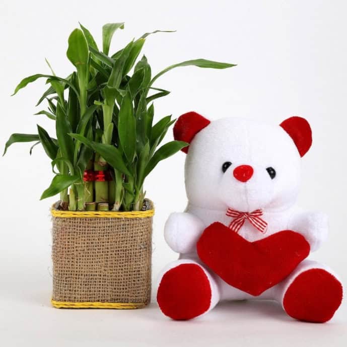 Two Layers Lucky Bamboo plant with Teddy Bear