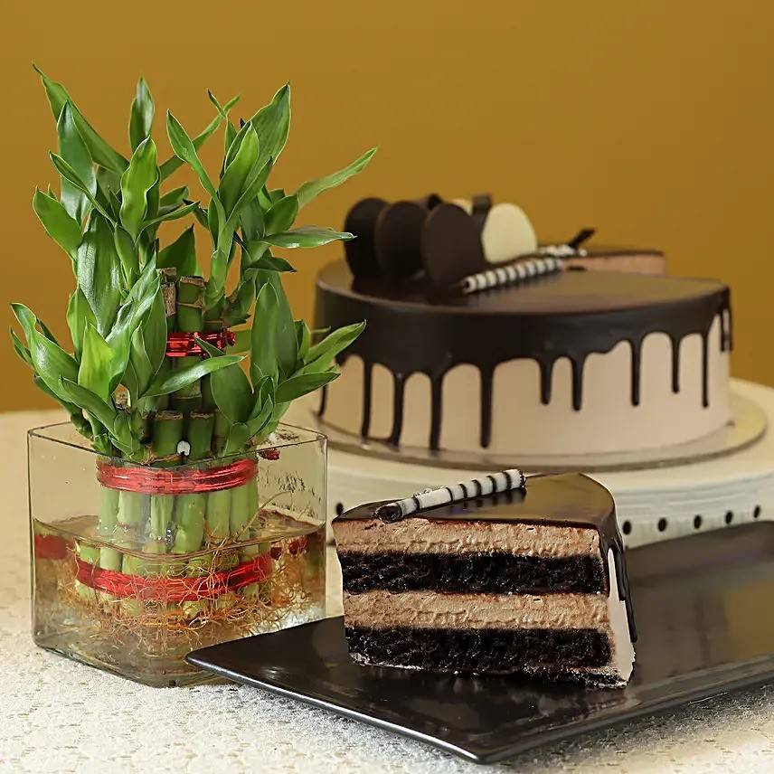 2 Layer Bamboo & Eggless Chocolate Cake