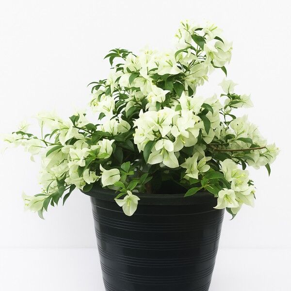 bougainvillea plant