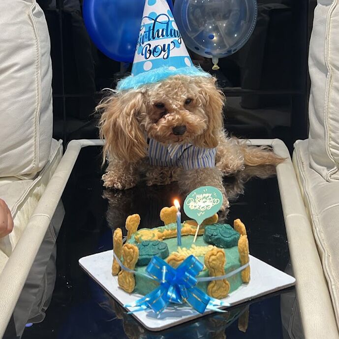 dog enjoying his birthday cake