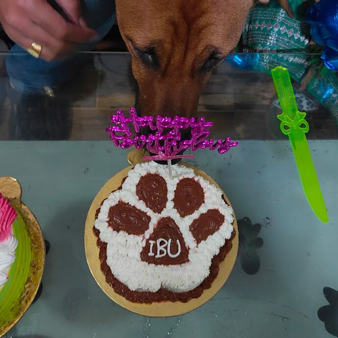 dog enjoying paw theme cake