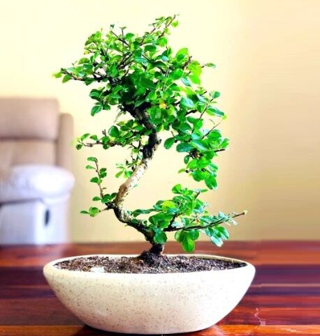 Flowering Bonsai Tree With White Ceramic Pot