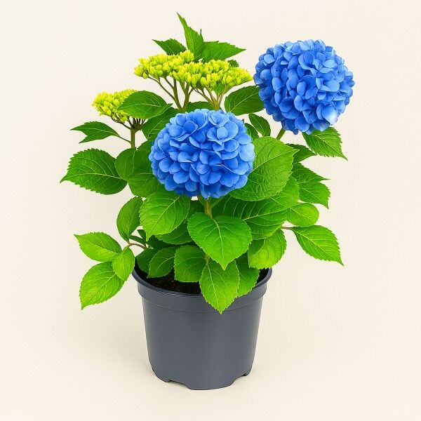 Hydrangea Plant